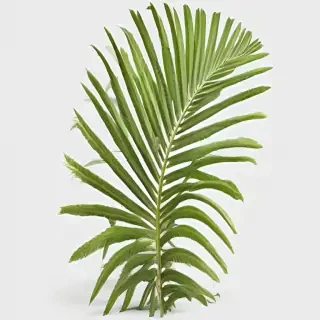 palm tree leaf png