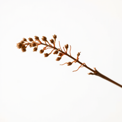 high-resolution image of a dried plant stem on a white background, macro view, natural lighting, DSLR camera, aperture f/2.8, shutter speed 1/200 sec, ISO 100, focus on intricate details of the plant