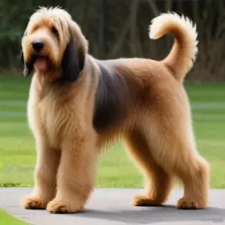 otterhound dog breed