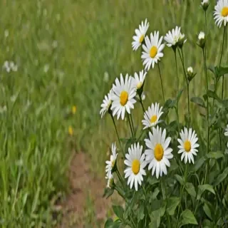 flower line