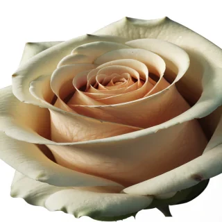 white rose png