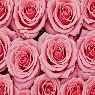 rose backround