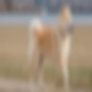 jindo dog breed