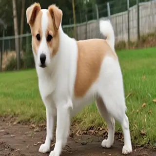 pekalier dog breed