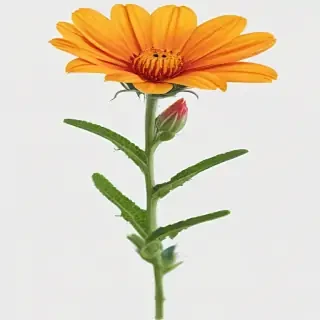 wild flower png