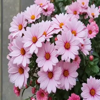 pretty flowers