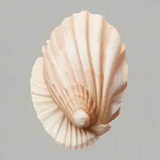 seashell png