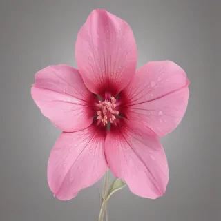pink flower png