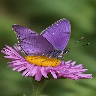purple butterfly