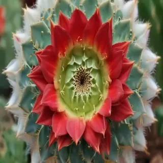 iphone cactus wallpaper