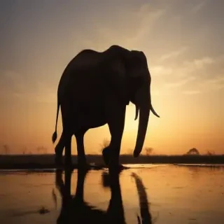 elephant silhouette