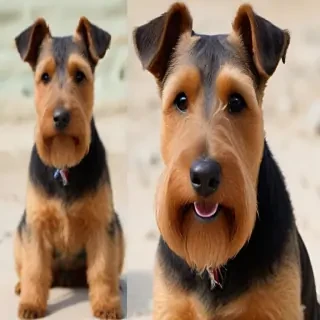 welsh terrier dog breed
