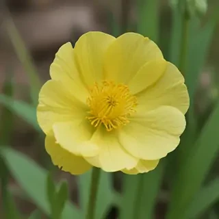 buttercup flower