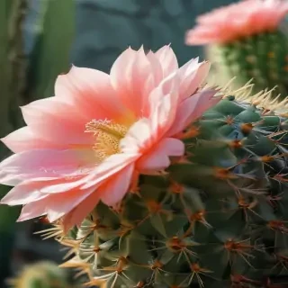 cactus wallpaper iphone
