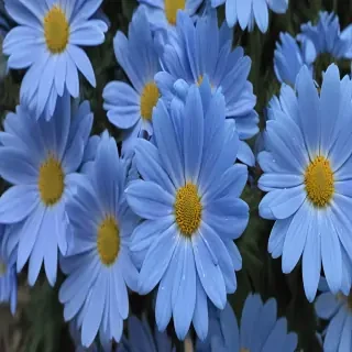 blue flowers aesthetic