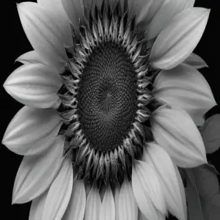 clip art sunflower black and white