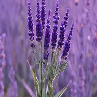 lavender iphone wallpaper