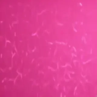 neon pink bg