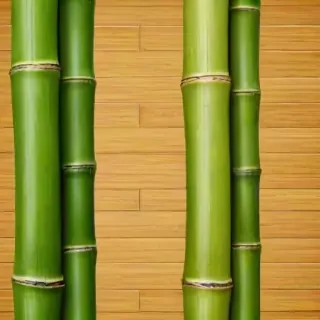 bamboo background