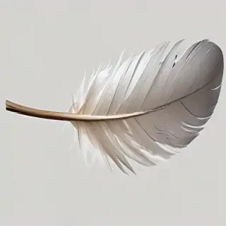 feather png