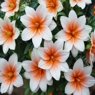 cute wallpaper flower