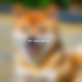 shiba dog