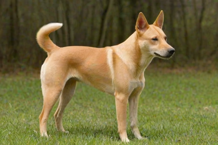 carolina dog breed