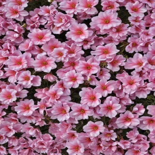 aesthetic flower background