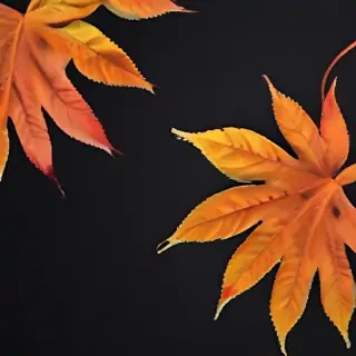 fall wallpaper iphone