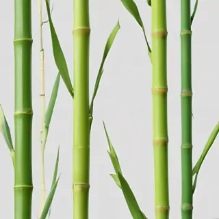 bamboo png