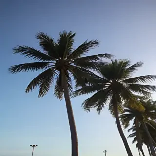 transparent palm trees