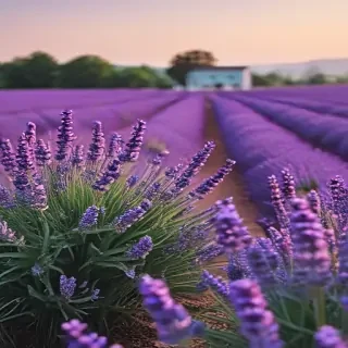 lavender iphone wallpaper