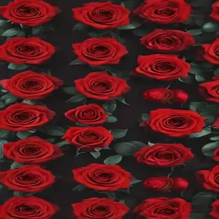 red roses aesthetic