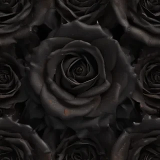 blackrose background