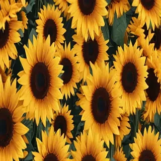 aesthetic sunflower wallpaper