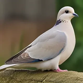 dove bird
