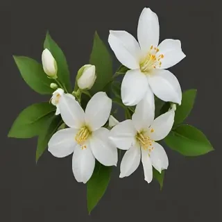 jasmine flower png