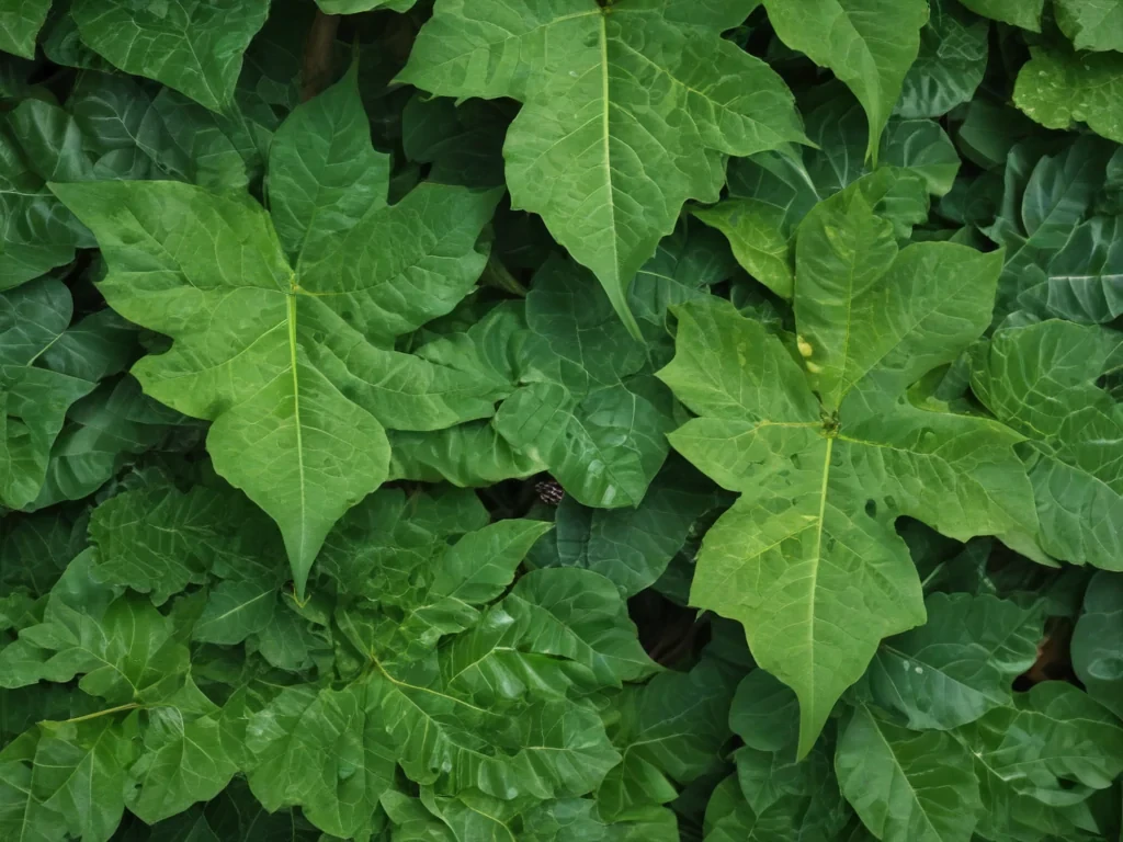 leaf background green