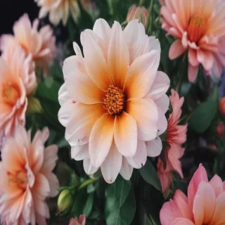flower background iphone