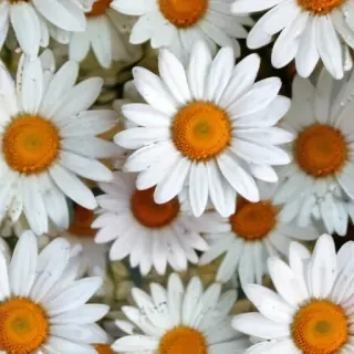 daisy desktop wallpaper