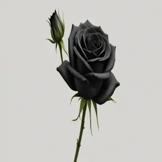 black rose png