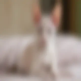 oriental shorthair breed
