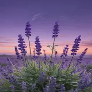 aesthetic lavender wallpaper