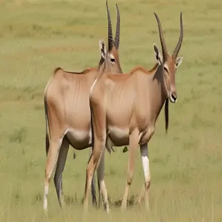 eland