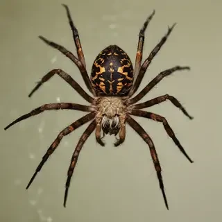 wallpapers of spiders