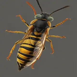 wasp png