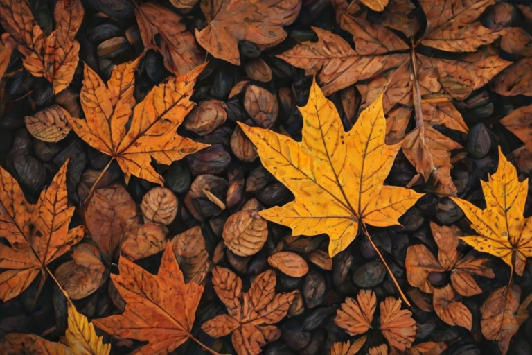 fall iphone wallpaper