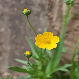 buttercup flower