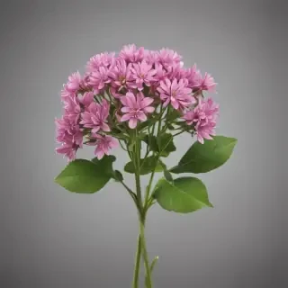 clover png