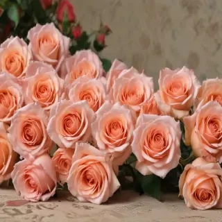 roses in background